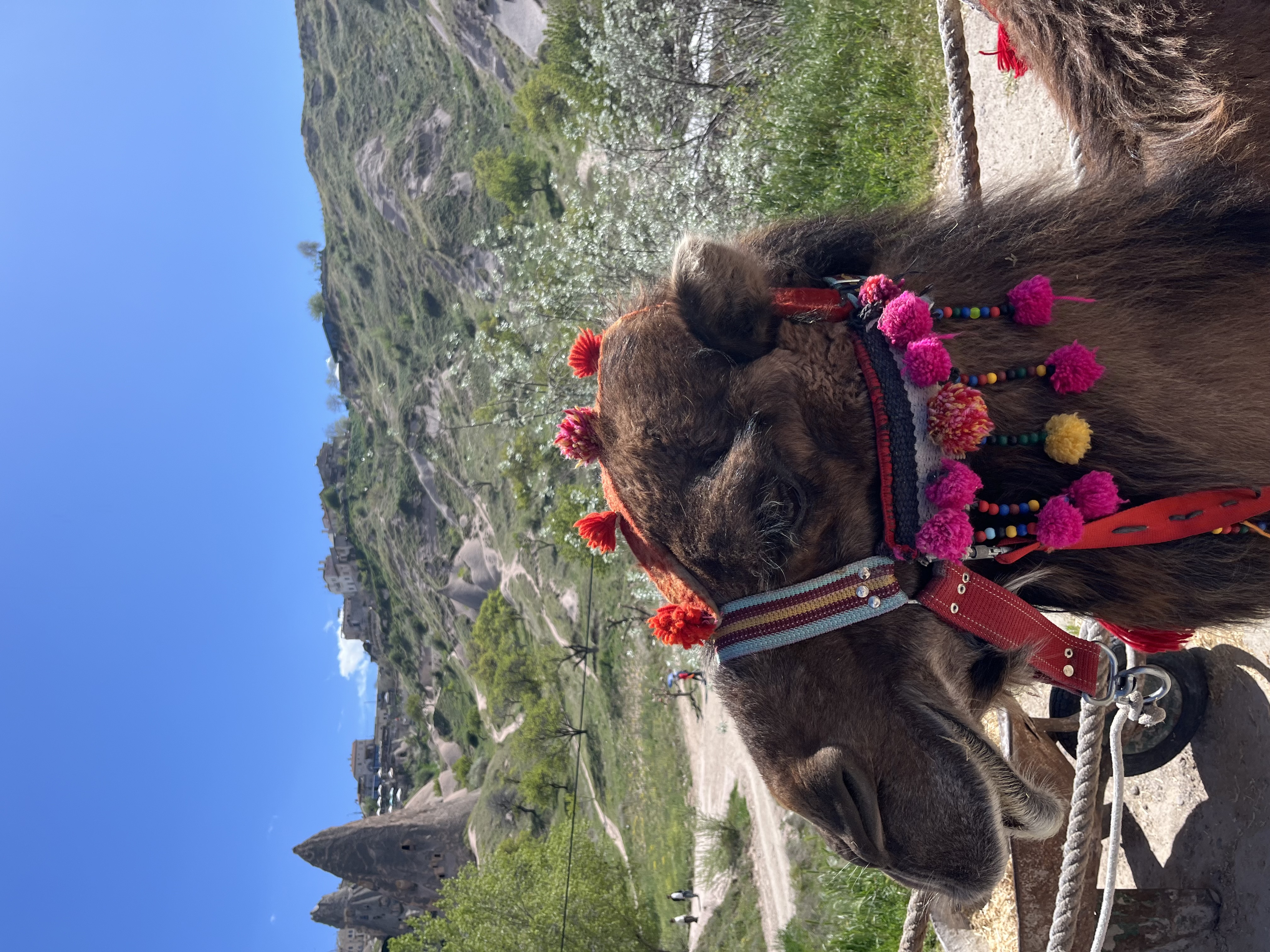 Camel Riding